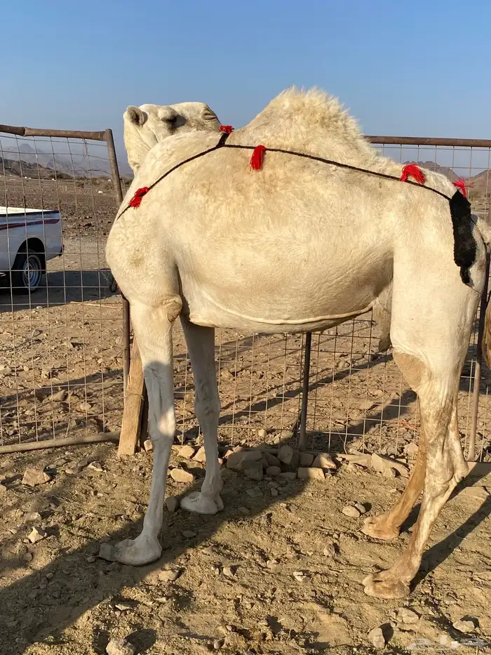 خلفه وضحاء مزيونه ومجموع باللبن ب 11700 يبلاش 2