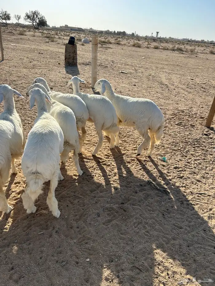 رخال صنف تم البيع 0