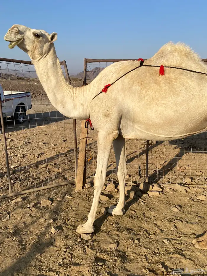 خلفه وضحاء مزيونه ومجموع باللبن ب 11700 يبلاش 3