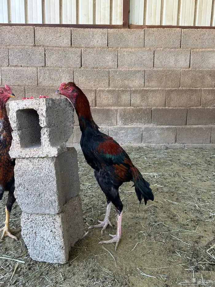 4 ديوك باكستاني سندي 9