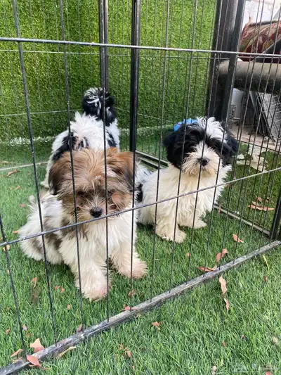 كلاب شيتوز صغار index