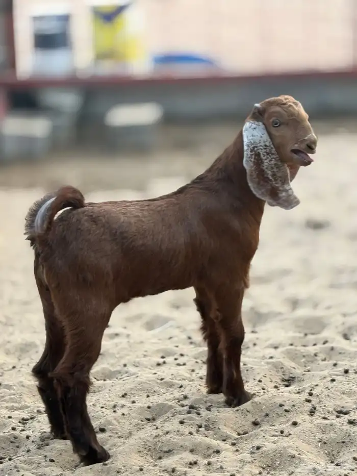 معزا مصريات منايح 8