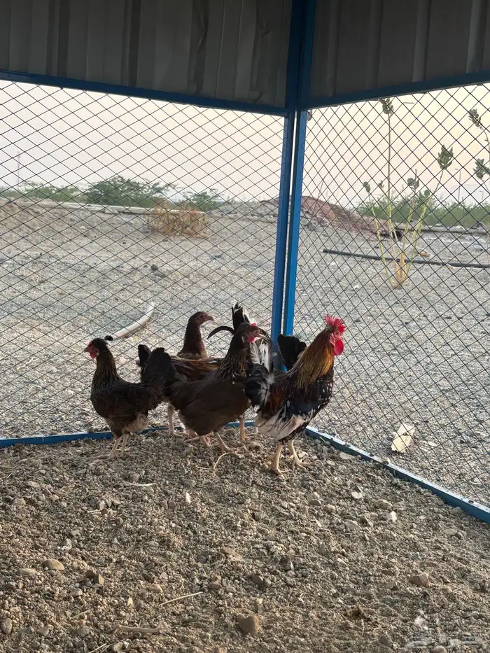 دجاج فري افرق اصيل 0