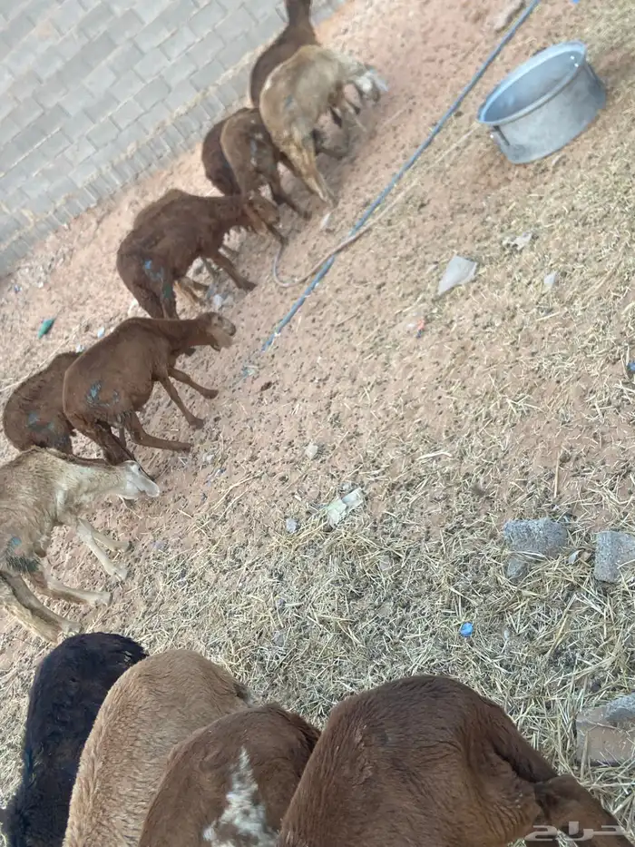 تطعيمات عن جميع الأمراض العدد30 0