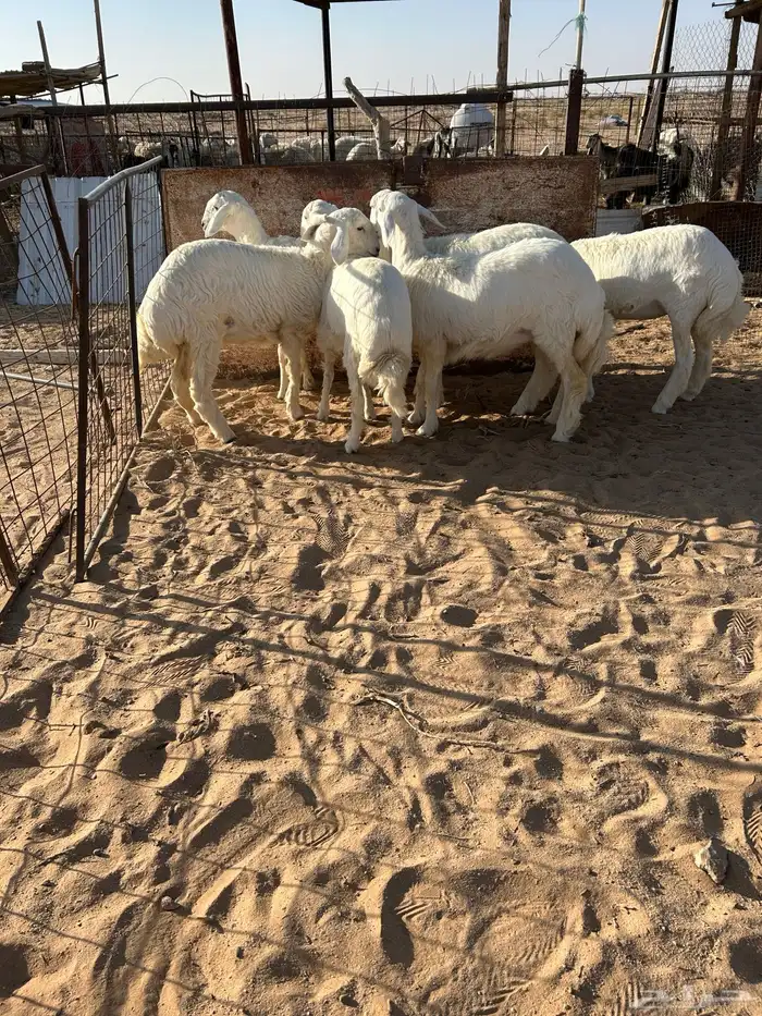 رخال صنف تم البيع 7