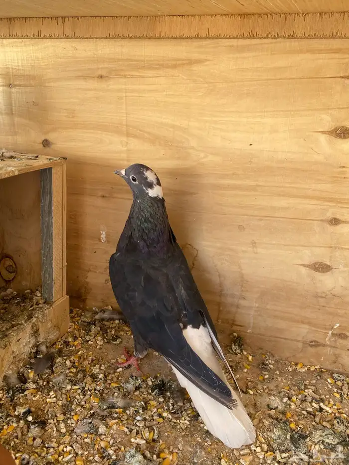 حمام قلابي 0