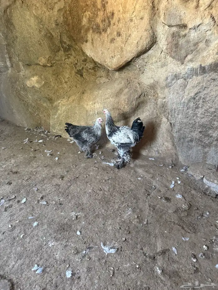 دجاج براهما كولمبي 2