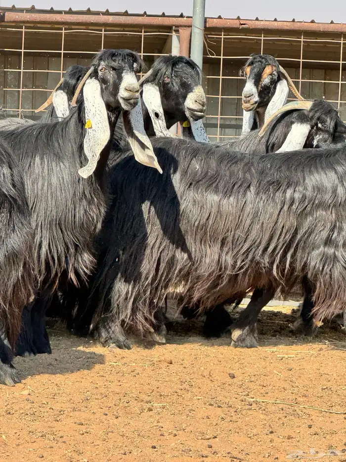 ماعز عوارض صنف الصنف تبارك الرحمن 3