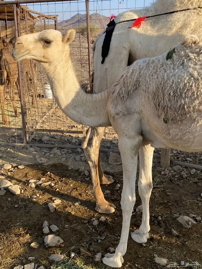 خلفه وضحاء مزيونه ومجموع باللبن ب 11700 يبلاش 8