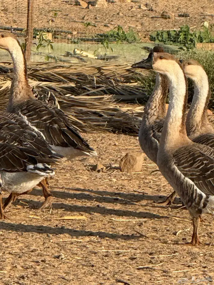 وز عراقي (توصيل مجاني داخل البكيريه) 29