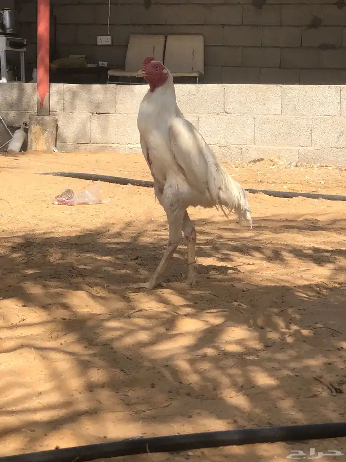 ديك بكستاني 1