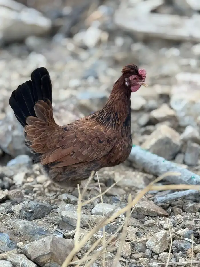 ديك ودجاجة أفرق مقبع قرم 9