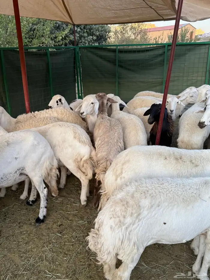 غنم مراح منوة القناي ( صغار سن ) 22