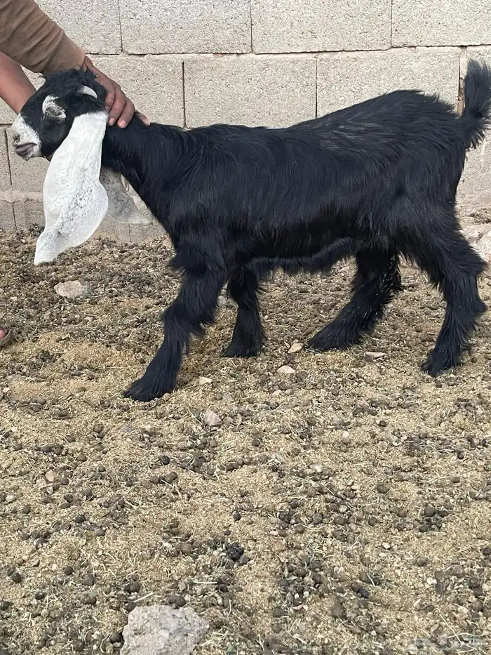 للبيع تيوس وجفار فل شحم 9