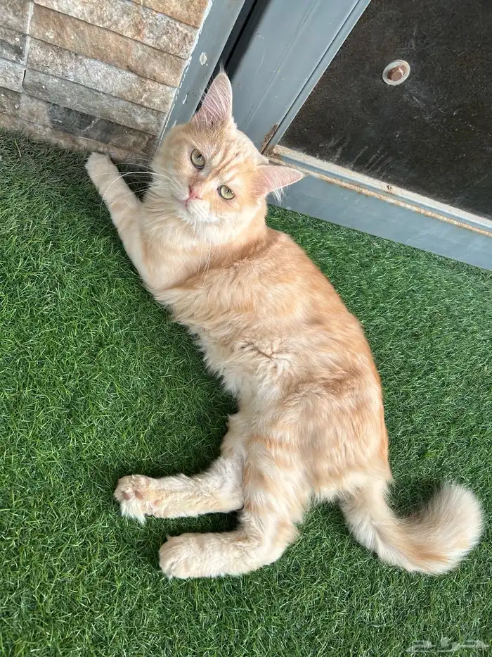 بسه للتبني في حي الاجاويد 0