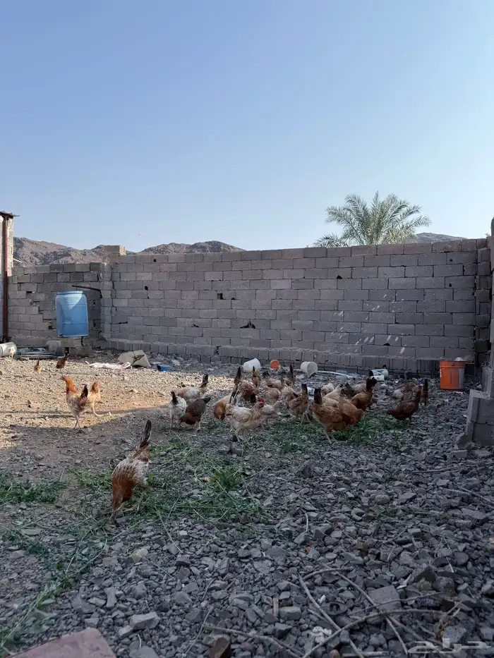 ديوك عمر قريب 4 اشهر 2
