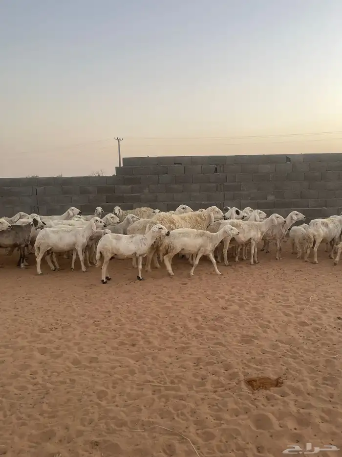 غنم حريه للبيع 11