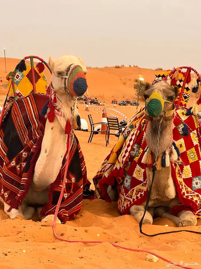 يوجد لدينا أجار خيل و جمال و سيسي 0