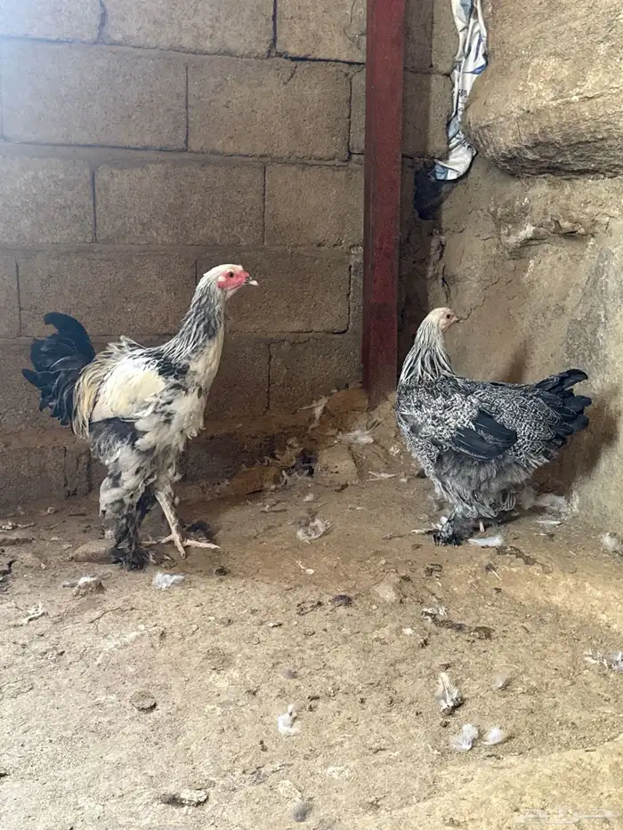 دجاج براهما كولمبي 0