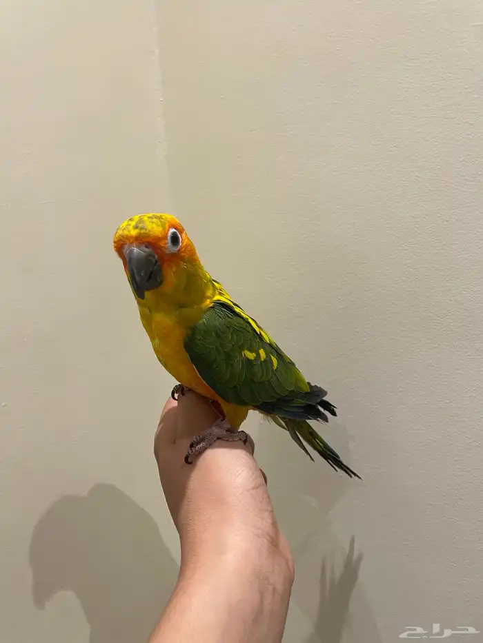 صن كنيور اليف و متكلم 0