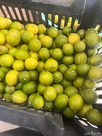 ليمون ابو زهيره 0