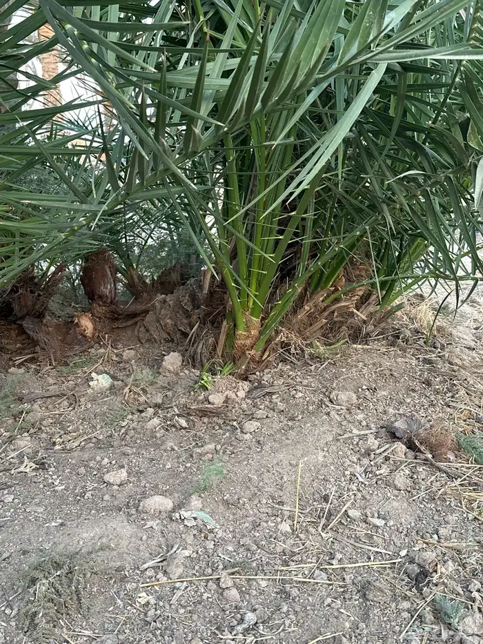 فراخه نخل شقراء وعسيله 0