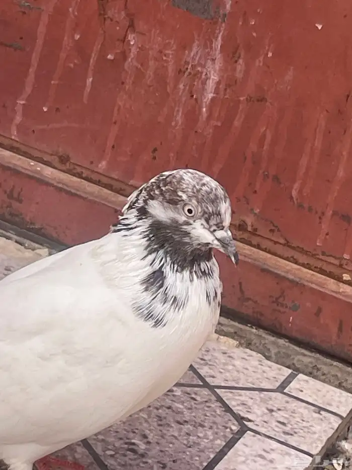 حمام للبيع 4