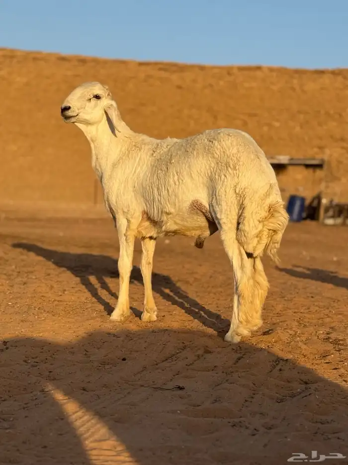 جذع صنف الصنف 0