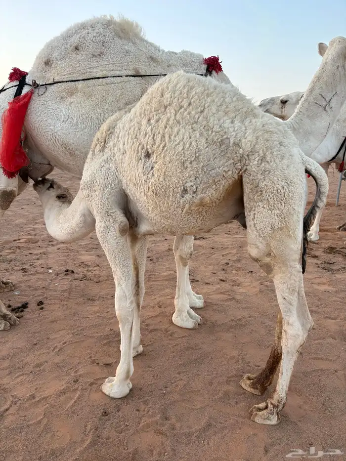 للبيع قعود طيب 2