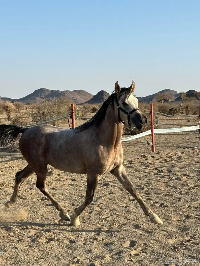 حصان عربي اصيل 2