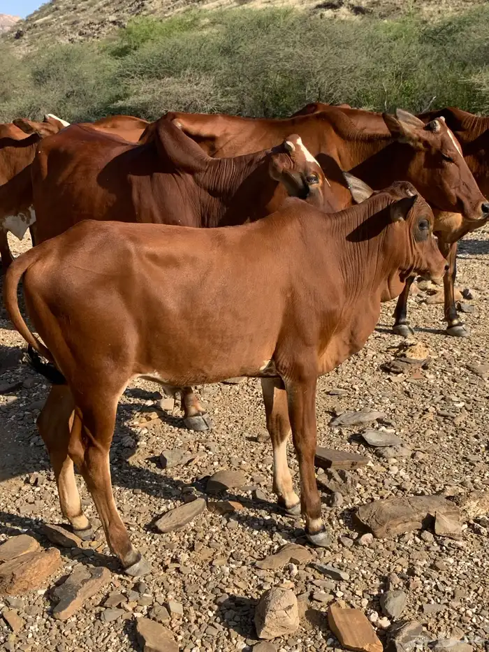 حسلان(تم البيع ) 2