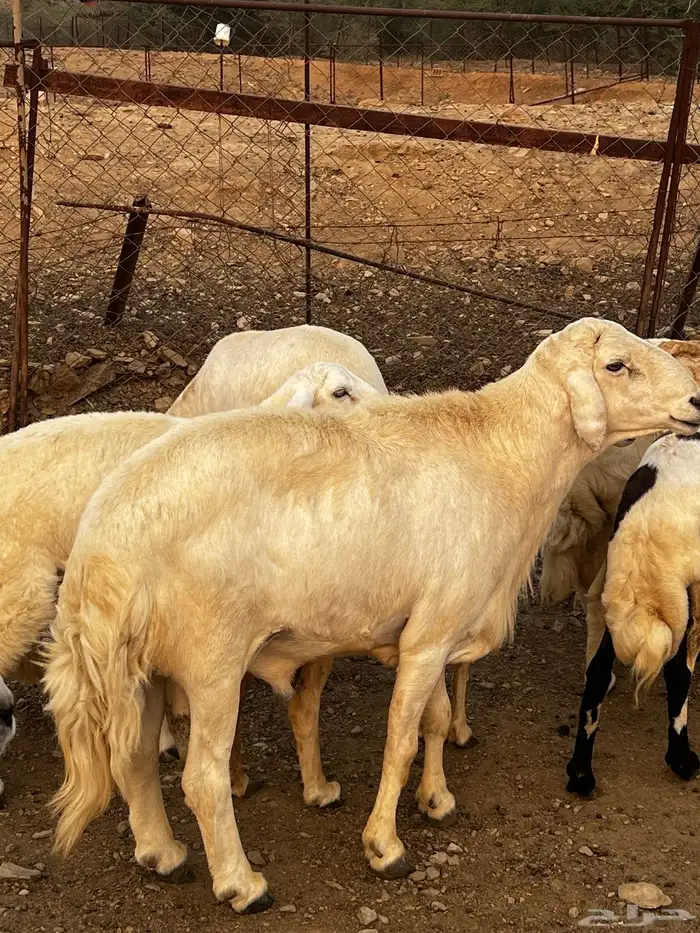 خروف لى البيع السن جامع   رقم الجوال 3