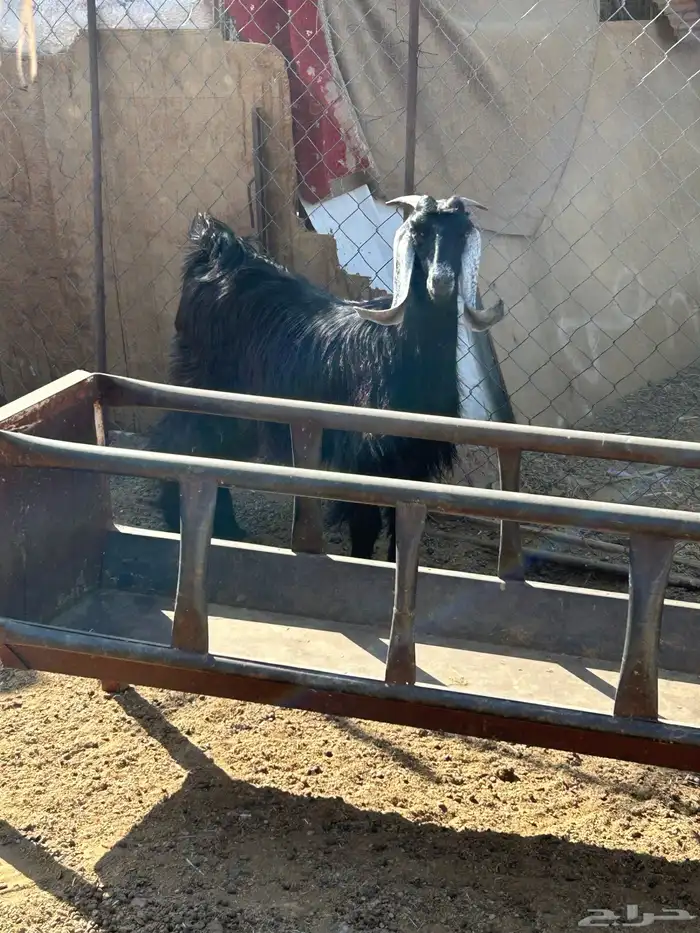 جفره جذعه وتيس جذع الشحم فل 4
