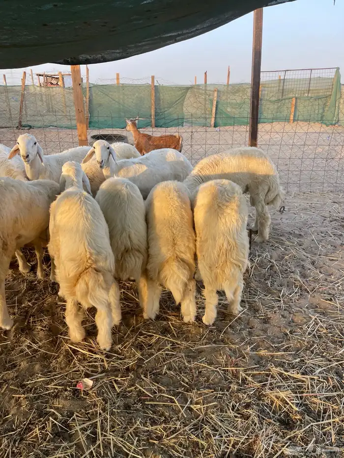 جميع انواع الذبائح متوفر حري سواكني تيوس محايلي يتوفر توصيل 4