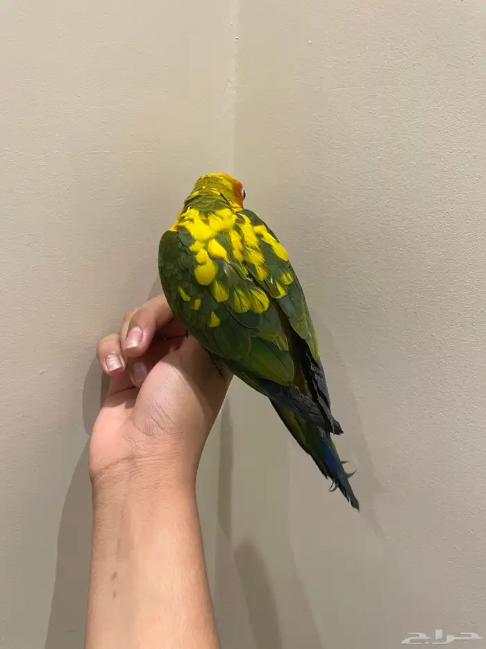 صن كنيور اليف و متكلم 3