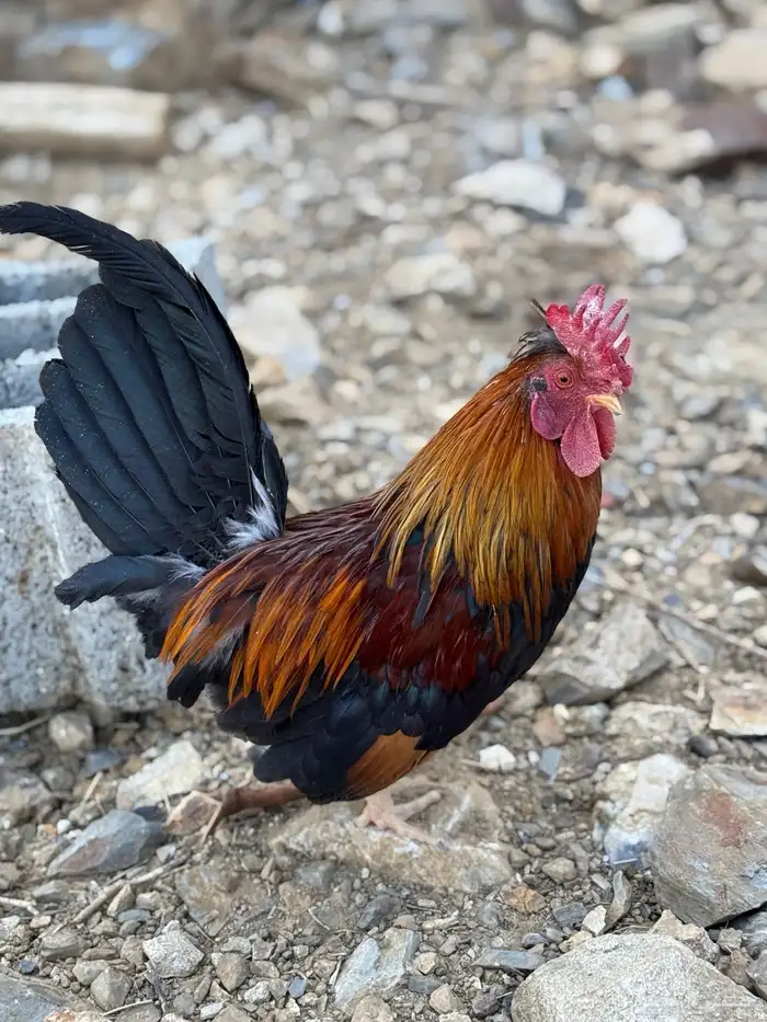 ديك ودجاجة أفرق مقبع قرم 0