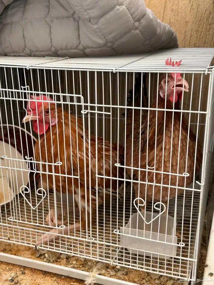 ديكين ودجاجتين مع 12 بيض 3