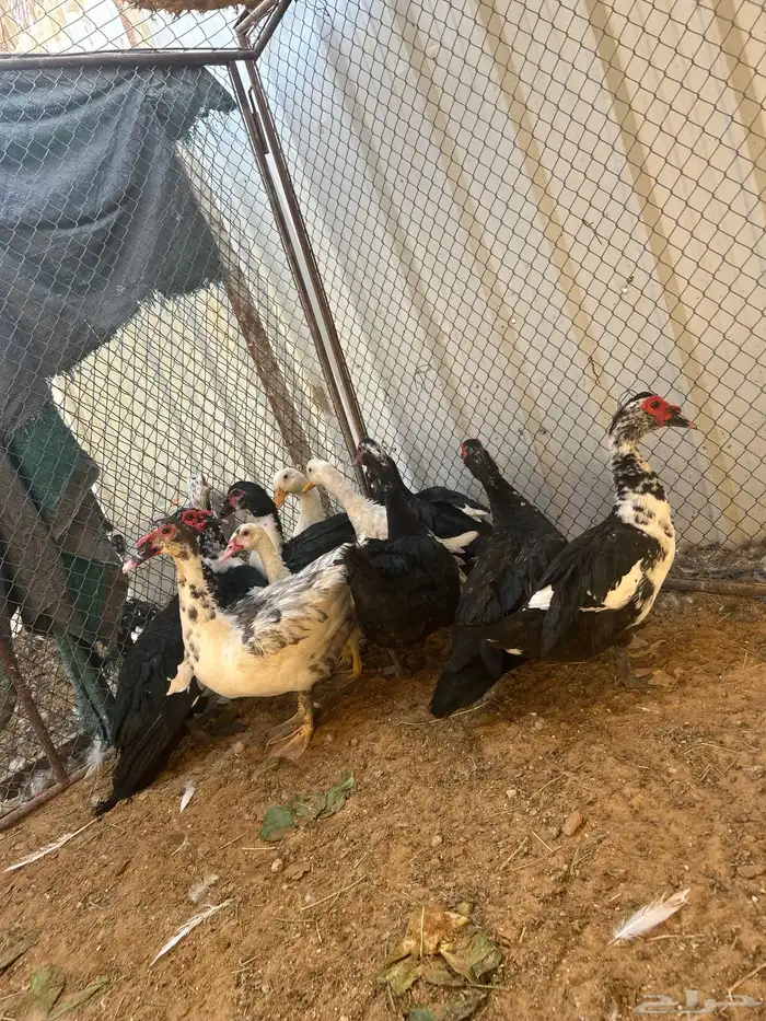 ذكور بح العدد 5 للبيع 1