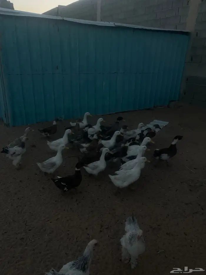 وز عراقي وبط 2