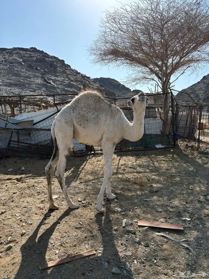 قعود عفرا على الحليب 1