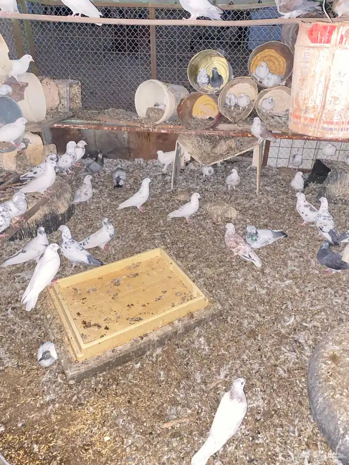 حمام بلدي 2