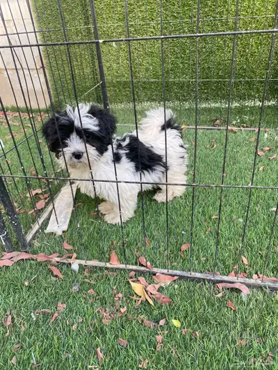 كلاب شيتوز صغار index