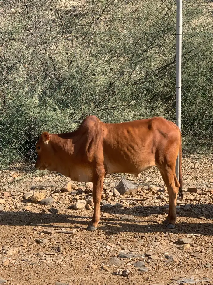 حسلان(تم البيع ) 1