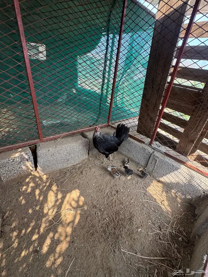 دجاجه بلدي 1