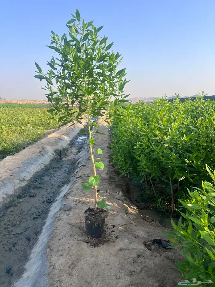 بزرومى طول متر ونص 0