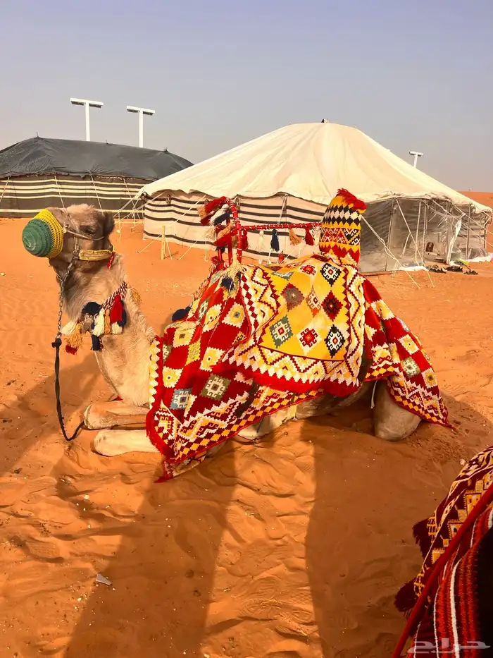 يوجد لدينا أجار خيل و جمال و سيسي 8