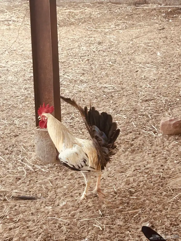 ديوك بلدي للبيع 3