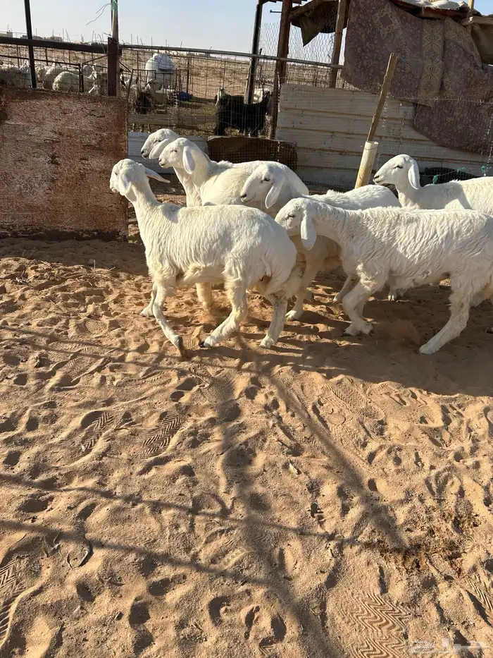 رخال صنف تم البيع 8