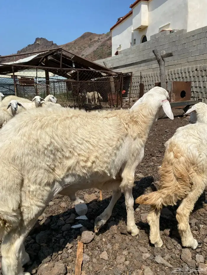 محايل عسير مشروع فحل حري 4