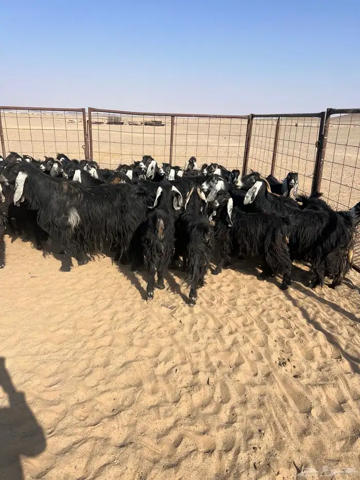 معزاء العدد 50 راس مراح واحد 0